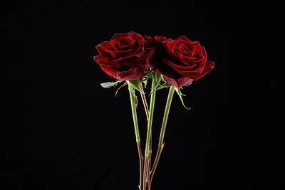 Обои для рабочего стола Розы Двое Красный лепестков Цветы на черном