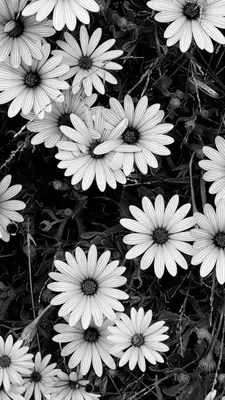 18 крутых черно-белых фото | Пикабу