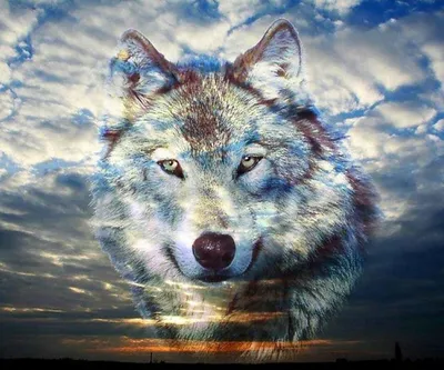 Волк синего цвета - 84 фото