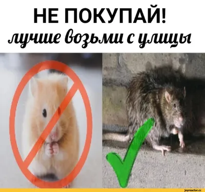 Необычные Крысы (Rattus Погуе) Едят Кусок Сыра. Фотография, картинки,  изображения и сток-фотография без роялти. Image 20361743