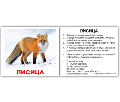 Книги: кто вморе живет, дикие животные: 50 грн. - Інші дитячі товари Сміла  на Olx