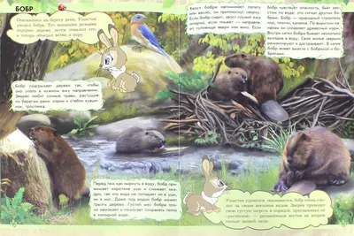Кто где живет? (Удивительный мир животных) - Книги на русском языке в Вене