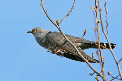 Кукушка (Cuculus canorus)