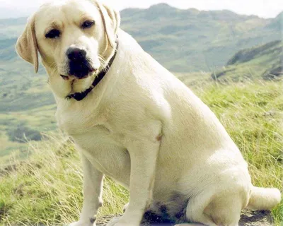 Лабрадор в списке собак «опасных» пород? | Пикабу