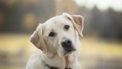 Собака лабрадор ретривер | Премиум Фото