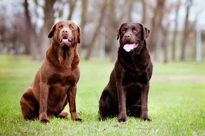Лучшей служебной собакой России стал лабрадор из Татарстана