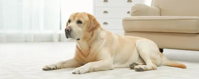 Лабрадор и золотистый ретривер: в чем отличия | Royal Canin