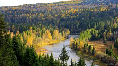 Здоровые леса – здоровые люди: в России отметили Международный день лесов -  журнал стратегия