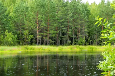 Как леса России помогут достичь углеродной нейтральности - Recycle