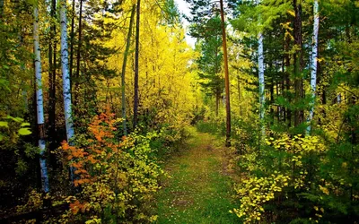 Хвойные леса России