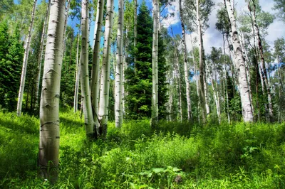 Международный форум «Леса России» пройдет в сентябре в Красноярске - Журнал  «ЛПК Сибири»
