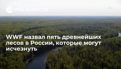 ТОП-5 фактов о лесах России | ZAMANUXA59 | Дзен