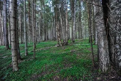 Природа России леса - фото и картинки: 31 штук