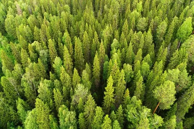 Леса России и изменения климата. Аналитический доклад. | Российский  Социально-экологический Союз