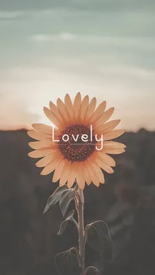 Обои на аву | Sunflower iphone wallpaper, Flower iphone wallpaper, Cute  flower wallpapers