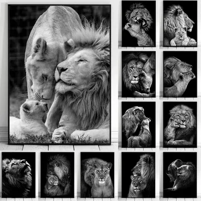 Стоковая фотография 371915845: Лев, черно-белая голова выстрела взрослого  льва. | Shutterstock