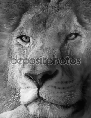 Лев Черно-белый, лев, белый, млекопитающее, лицо png | Klipartz