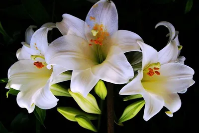 мирная лилия зеленый и белый цветок Hd 1080p высота, мир лилии картинки фон  картинки и Фото для бесплатной загрузки