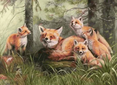 Рисунок лиса с лисятами в лесу - 71 фото