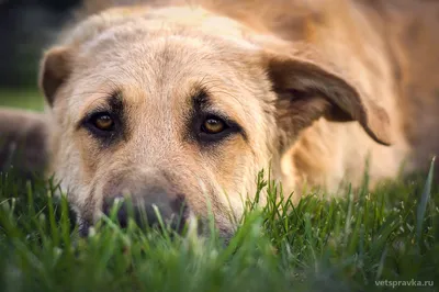 Лишай у собак - причини появи, симптоми, види, лікування та профілактика