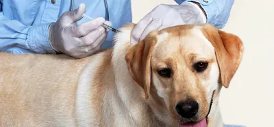 Акральный дерматит у собак: Симптомы и лечение