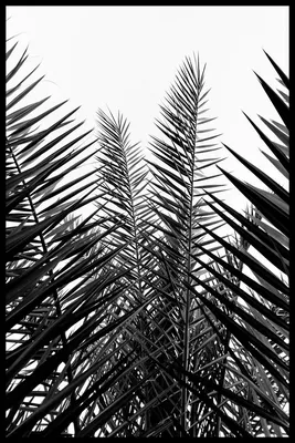 Черно-белые тропические листья на белой предпосылке Иллюстрация вектора -  иллюстрации насчитывающей ботаническую, органическо: 147324067
