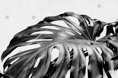 Черно-белые рисованной осенние листья фона, png | PNGWing