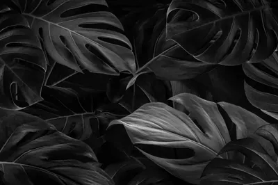 Настоящие черно-белые листья монстеры на белом фоне ArtWall