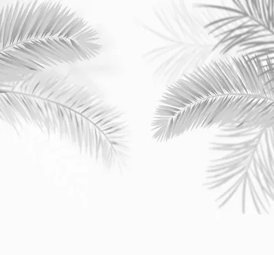 Фотообои Популярные пальмовые тропические листья черно-белые артикул TL-121  купить в Оренбург|;|9 | интернет-магазин ArtFresco