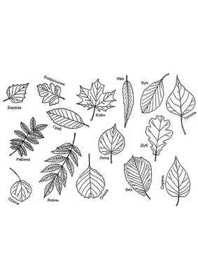 черно-белые кленовые листья Stock Vector | Adobe Stock