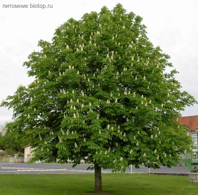 Питомник декоративных растений Заречный - Лиственные деревья