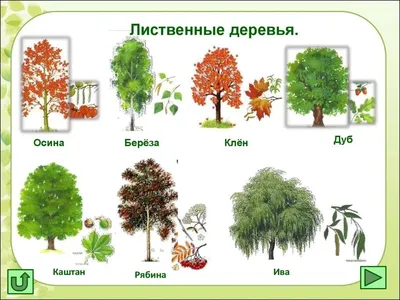 деревья картинки для детей с названиями: 5 тыс изображений найдено в  Яндекс.Картинках | Растения, Дерево, Для детей