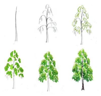 Лиственные деревья в городском озеленении