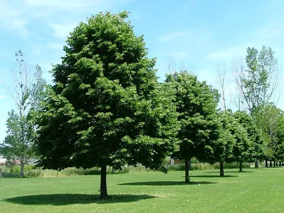 Искусственные деревья для интерьера премиум-качества