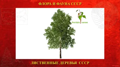 Лиственные деревья - ПолесьеЦентр