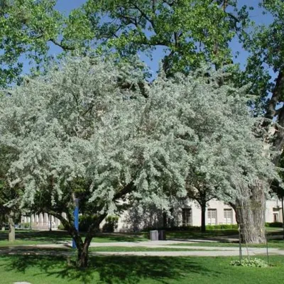 Лох серебристый | 530р. | покупайте в садовом центре ivino.garden