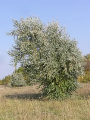 Лох серебристый Elaeagnus communtata купить в Москве саженцы из питомника  Greenpoint24