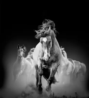 Лошадь черно белая картинка фотографии