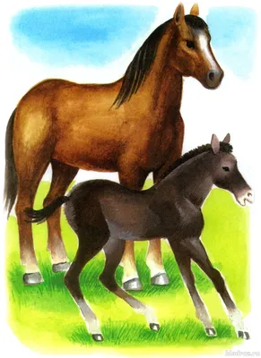 Мама лошадь и жеребенок рисунок - 63 фото