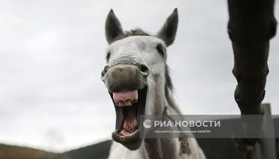 Ржач лошади - 72 фото