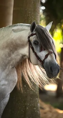Портрет коня, конь ржет в камеру, …» — создано в Шедевруме