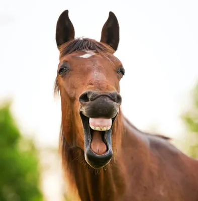 забавная лошадь стоковое изображение. изображение насчитывающей катание -  6021413