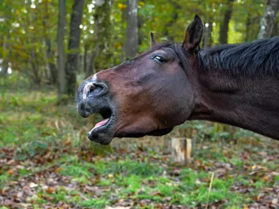 КСК Прованс - Слышали о примете? Если лошадь громко ржет, значит, скоро  приключится что-то хорошее! 😁 Совершенно согласны с лошадьми. Когда с  радостью встречаешь каждый новый день, то обязательно случается хорошее! 🤩