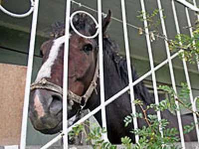 Лошадь Смеется — стоковые фотографии и другие картинки Выражение лица -  Выражение лица, Голова животного, Горизонтальный - iStock