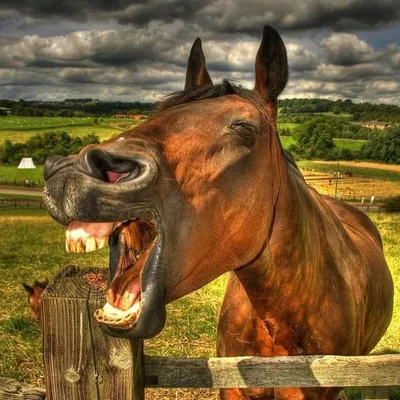 Улыбка коня - 59 фото
