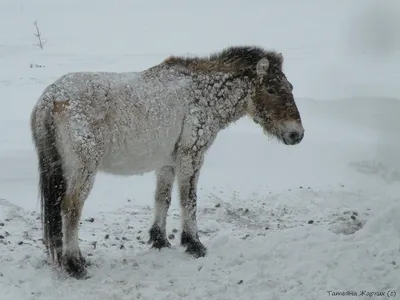 Картина по номерам \"Лошади зимой\"