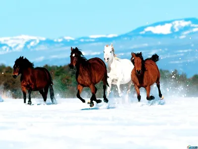 Дикие лошади зимой стоковое изображение. изображение насчитывающей серо -  208410883