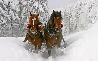 Тройка лошадей зимой - фото и картинки: 90 штук