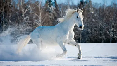 Зимнее снаряжение лошади » Сайт о лошадях KoHuKu.ru