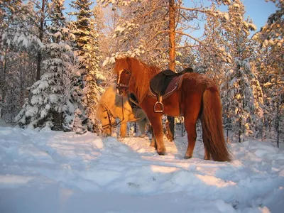 При какой температуре лошади мерзнут? - Equilogy